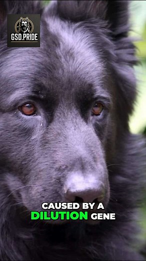 32 reactions |  Blue German Shepherd A stunning Blue German Shepherd with a soft steel-gray coat and bright eyes. Rare color, same loyal heart, same powerful working drive. Unique look, true Shepherd spirit. #BlueGSD #GermanShepherd #RareGSD #BlueShepherd #GSDLovers #GSDWorld #DogLovers #WorkingDog #GuardianDog #GSDCommunity #ShepherdLife #GSDPride | Volodymyr Pylypyak | Facebook