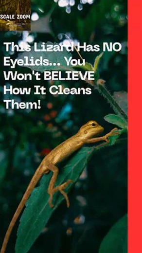 This Lizard Has NO Eyelids You Won't BELIEVE How It Cleans Them! #gecko