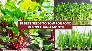 Start growing your own food quickly with these seeds