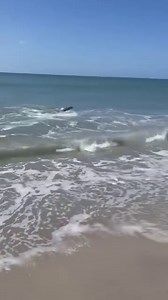 Gaint #hammerheadshark chasin #stingrays in the surf this morning at the circle beach access. @gaff_man_graves was out casting to Spanish Mackerel when this beast came in to visit. Thanks for the report Hunter! #hamerheadsharks #shark #sharksighting #atlanticbeachnc #surfishing #beachfishing | Chasin Tails Outdoors Bait & Tackle