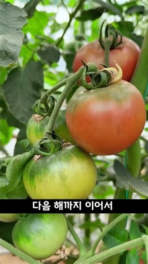 수확 끝난 고추·가지·토마토, 뽑지 마세요! 내년에 또 키우는 방법