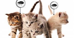 What Are Tiny Round Black Bugs on Cat? -