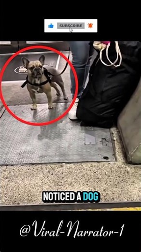 Lost for a Year… Then This Happened 💔🐾