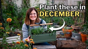 4K views · 69 reactions | Welcome to December in the low desert of...