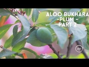 How to grow aloo bukhara? Plum tree with fruits, Part 2