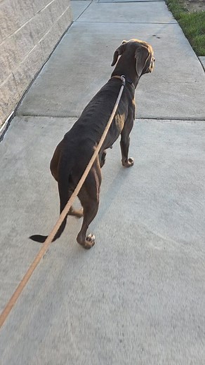 ***ADOPTED*** Angel is sweet one year old Silver Lab mix ready to fill your home with love. This happy girl thrives on human connection and affection. She specializes in giving gentle hugs. Angel walks well on a leash and seems to know her basic commands. At one year old, she's at the perfect age for further training and bonding, ready to soak up every lesson you teach her. ❤️ We believe she is dog-friendly, as she arrived with another dog snd seems non-reactive walking past others. Her temperam