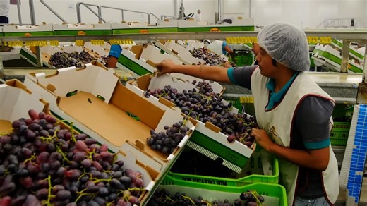 Peru's table grapes expand in Chinese market