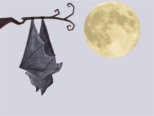A Batty Bat Fact | Teaching Resources