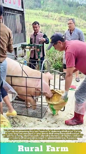 Stop Guessing Most Accurate Way to Weigh Pigs: How to Weigh Pigs Faster Using a Mobile Cage Scale