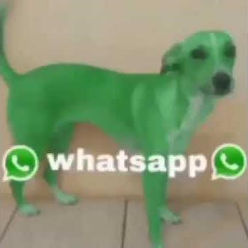 whatsapp dog