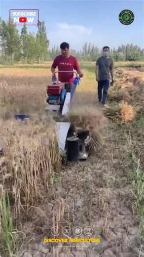 Introducing the Amazing Reaper Binder Machine, a revolutionary advancement in agricultural technology designed to streamline the harvesting process. Engineered for efficiency, this robust machine excels at binding crops securely, making it easier for farmers to handle their produce after harvest. With its user-friendly interface and durable construction, the Reaper Binder minimizes labor while maximizing productivity. It’s perfect for various crop types and is equipped with innovative features t