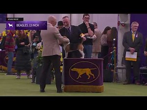 Beagles, 13 Inch | Breed Judging 2026