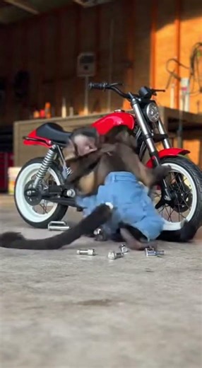 Monkeys "Fixing Bike" Cooperate – Wrench Prank Turns Into CHAOTIC Fight 😂🔧🐒 Insane (2026)