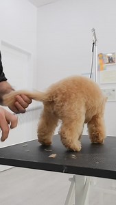 28K views · 6.2K reactions | How to comb the legs on a puppy #doggrooming | Northern California Grooming Academy | Facebook