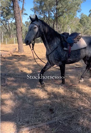 The Beauty of Stockhorses: A Look at Geldings