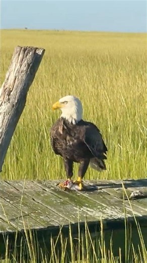 Bald eagle sighting in Chincoteague