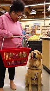 Service Dogs: The Quiet Heroes We Rely On ❤️