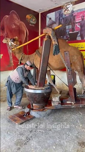 Camel-Driven Sarso Oil Making Process | Sarso Oil Factory Process #shorts