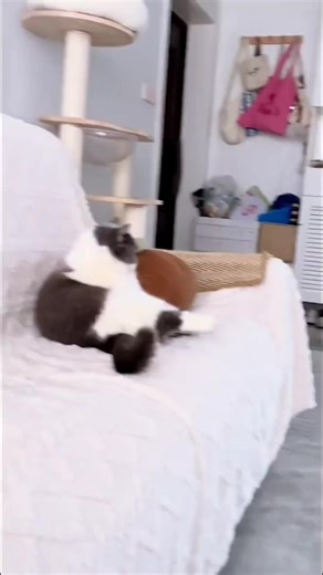 5.4K views · 171 reactions | Cat Hiccups: Why Do They Happen And How To Stop Them | Meet my cat | Facebook