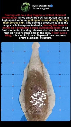 The Horrifying Science of Salt vs. Slugs 🐌🧂