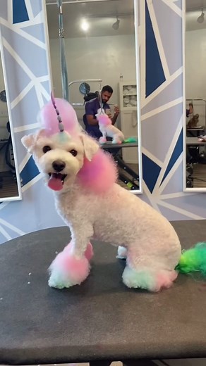 Teddy Transformation: From Matted Bichon Frise to Unicorn