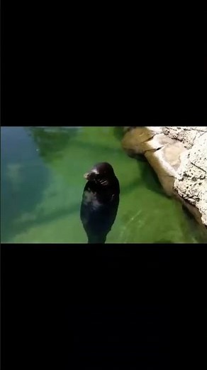seal spinning meme #seal