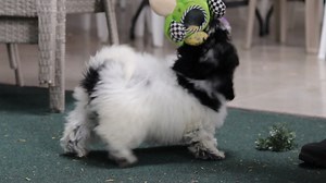 Havapoo puppy for sale