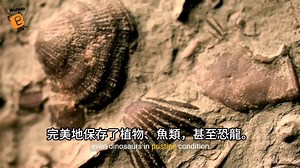 " Alien plant on Earth? Scientists are amazed by a mysterious fossil called Othniophyton elongatum found in Utah 55 years ago.  This plant fossil is from 47 million years ago and was found near an old ghost town. It has detailed leaves, flowers, fruits, and seeds, but doesn't match any known plants on Earth today!  What does this mean? It could be a completely new plant family, or an overlooked part of Earth's history!" | Plants for Our Future | Facebook