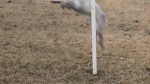 BuzzVideos - Dogs Play With Tetherball