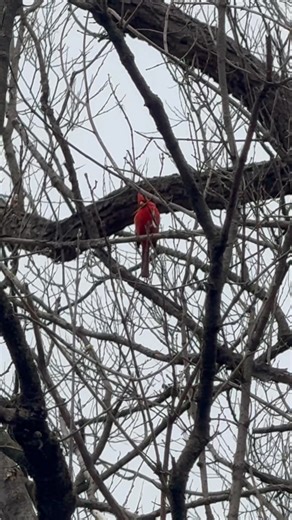 Caught a beautiful Red cardinal in the park today | Toronto's Finest Country Music DJ -DJ- JAY Queen Of Country Music