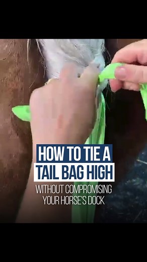 Wondered how to tie a tail bag high for extra coverage without impacting dock health? Watch on… #earlwoodequine #horzehoods #tailbag #tieintailbag #horsesafety | Earlwood Equine