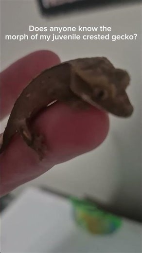 Does anyone know the morph of my juvenile crested gecko?