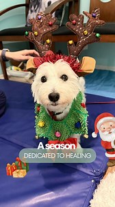 👉🏻When the budget committee says no… but the medical board comes prepared 😌🐾 Medical decisions require data, options… and a little creativity.🫣🤣 #petcare #petstherapy | Healing Paws Center