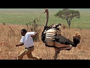Ostrich Attack Survival: Essential Tips for Staying Safe