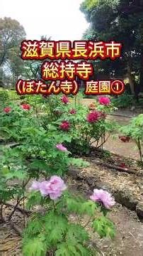 【滋賀県長浜市】総持寺（ぼたん寺）庭園①