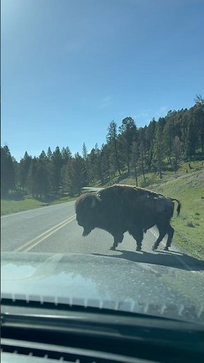 Bison Crossing the Road in Yellowstone National Park 🦬