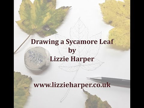 Drawing a Sycamore Leaf
