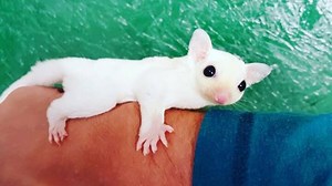 5.6K views · 137 reactions | Leucistic Sugar Glider $400. #evenkeelexotics #exoticanimals #sugarglider | Even Keel Exotics | Facebook