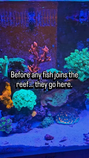 Say hello to the newest resident: a flame hawkfish 🔥🐟 But before he moves into the neighbourhood, he’s spending some time in the acclimation box — one of the safest ways to introduce new fish to a mixed reef. Why use an acclimation box? ✔️ Reduces aggression — existing fish can see & smell the newcomer without being able to attack. ✔️ Allows the new fish to settle — lowers stress while they adjust to the tank. ✔️ Checks compatibility — you can spot any bullying before they’re released. ✔️ Make