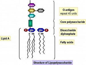 Lipopolysaccharide (LPS) Layer • Microbe Online