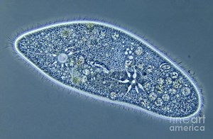 Paramecium caudatum ~ Detailed Information | Photos | Videos
