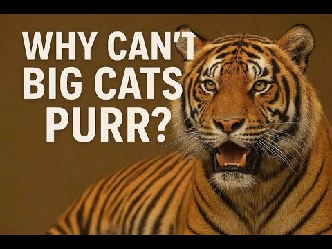 Why Can’t Big Cats Purr