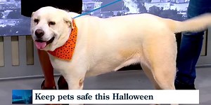 Keep pets from getting spooked this Halloween