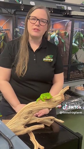 Discover the Giant Waxy Monkey Tree Frog
