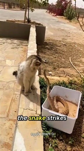 Cat vs Snake Reflex Shock