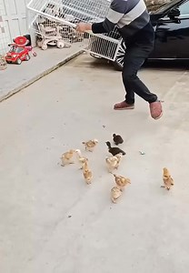 5.9K views · 16 reactions | Check out the coolest bird cage for breeding! | Hot Ideas | Facebook