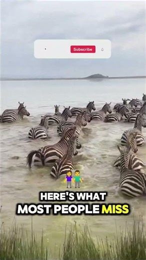 The Real Reason Zebras Have Stripes Explained🦓😲