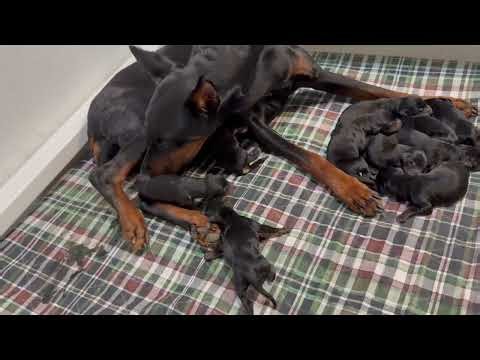 New Doberman Litter For Advanced Training ‪@ProtectionDogSales‬ "S" Litter Puppies Family Protection