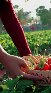 3K views · 16 reactions | Agriculture Webinars by Philippine...