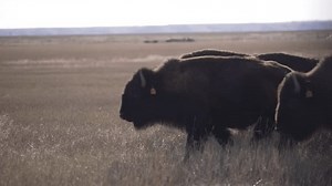 Herd Bison Walking Past Camera Stock Footage Video (100% Royalty-free) 3400872207 | Shutterstock